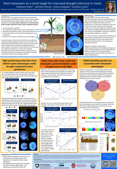 Presented by Stephanie Klein at Plant Vascular Biology 2019