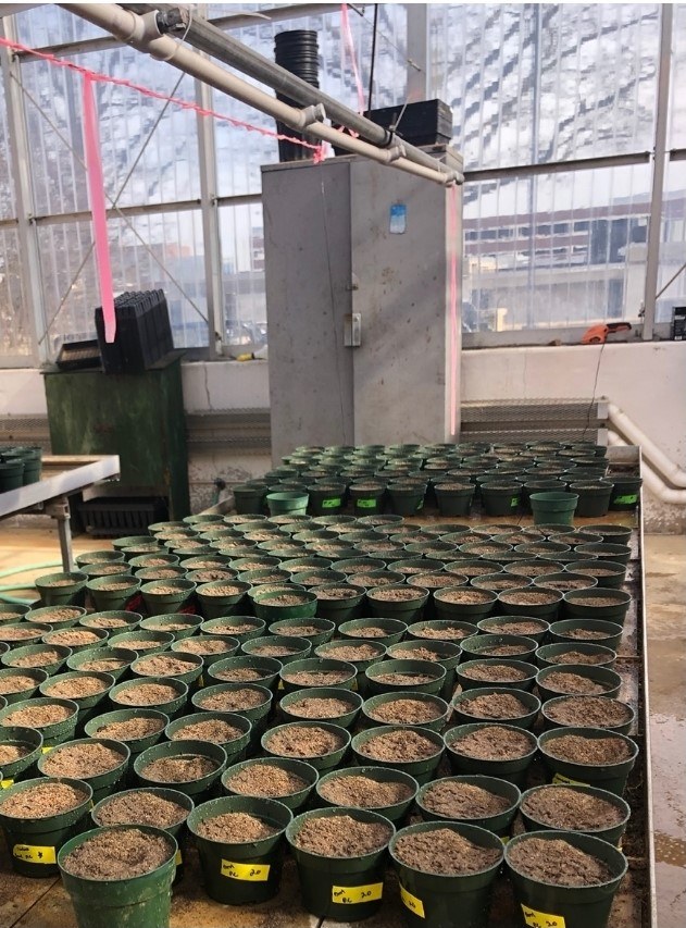 Seeding of grasses in the greenhouse