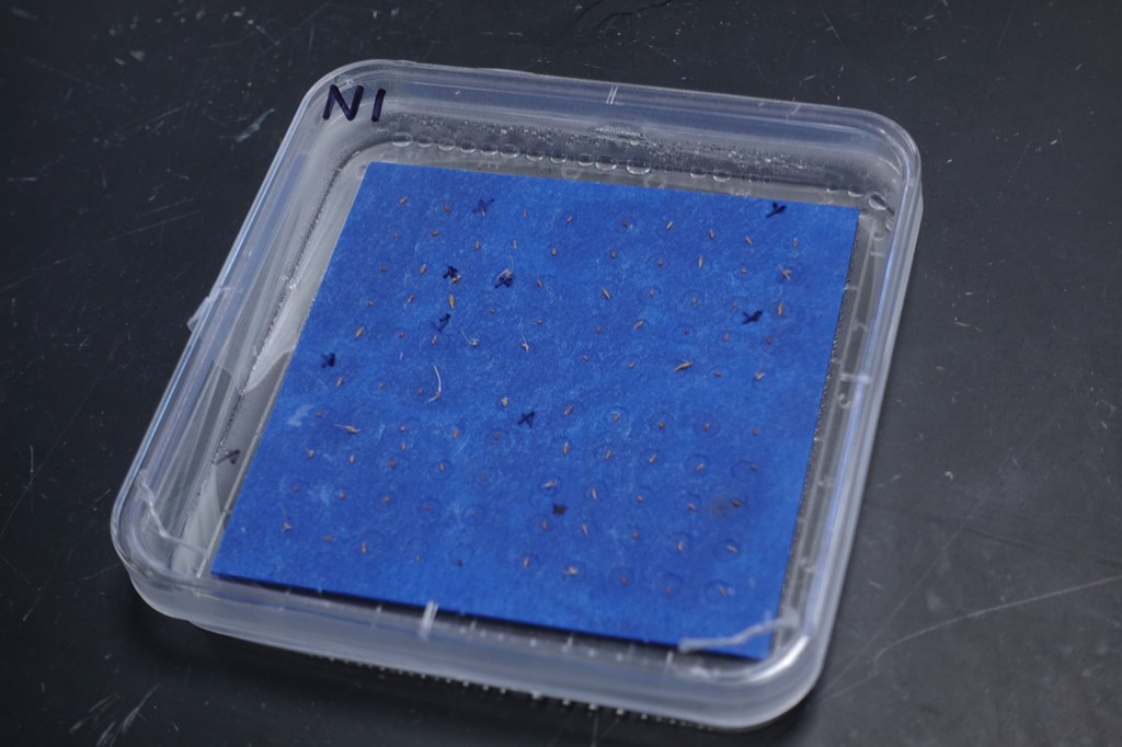 Check plates daily. When germination begins, mark germinated seed with an X on the lid of the plate and record number in an excel file. Do this continually for the first 8 days after germination and then every 2-3 days until plates have been incubated for 28 days. Add water as needed and reseal plates. 
