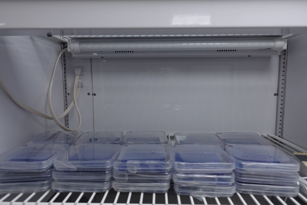 Place sealed plates in incubator. Randomize plates and stack in equal heights. 