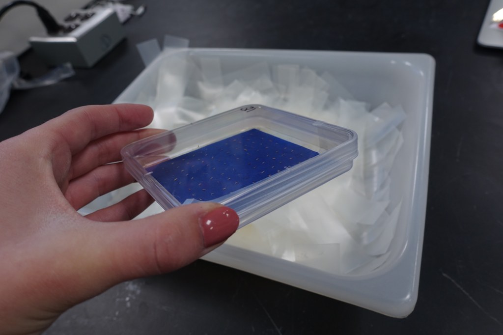 Carefully wrap a strip of parafilm around each plate. 