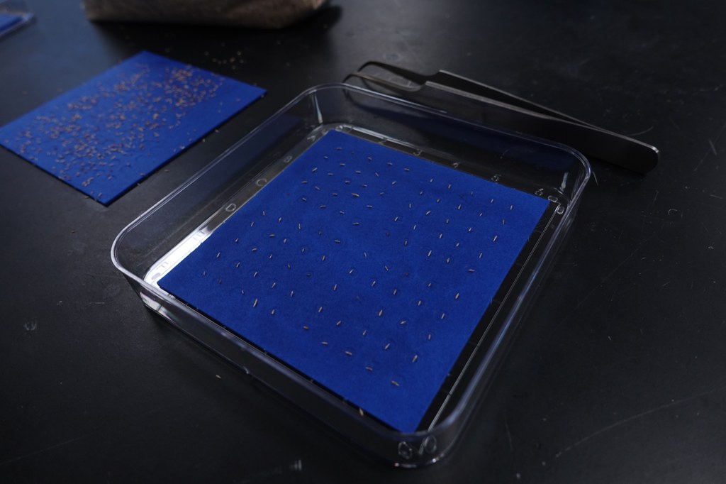 Place a blotter paper in the petri dish. Using a pipet, add 5 mL de-ionized water. Using forceps, place on seed in each dimple of the paper. 
