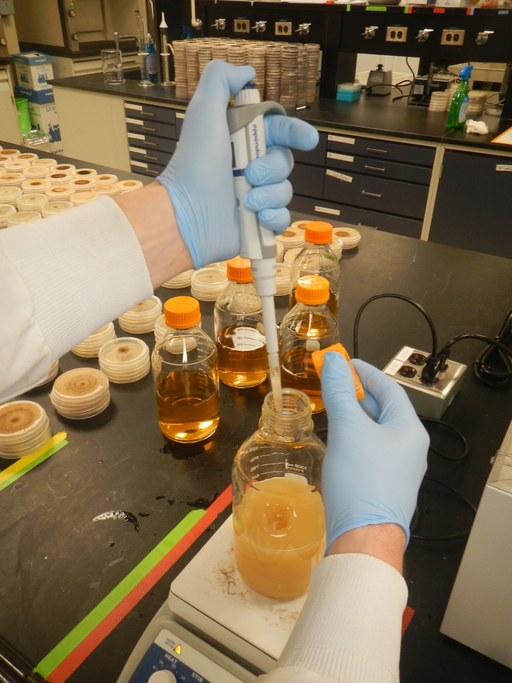Amend cooled media with 1 mL of your prepared fungicide concentration and mix using the magnetic stir bar for 10 seconds
