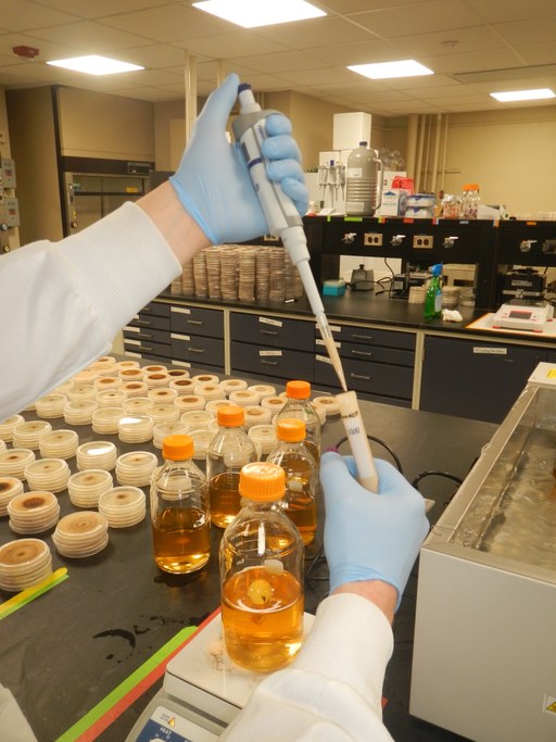 Amend cooled media with 1 mL of your prepared fungicide concentration and mix using the magnetic stir bar for 10 seconds