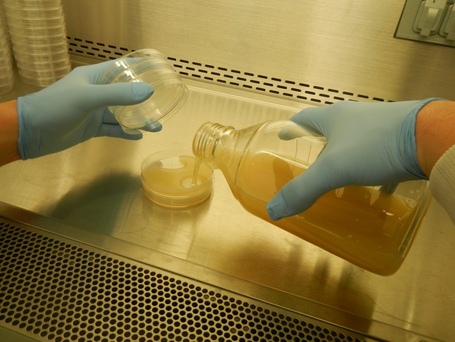 Pour approximately 20 mL of amended media into sterile petri plates and allow plates to cool 