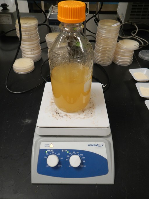 Prepare potato dextrose agar media by adding 39 g of PDA powder to 1 L of distilled water. Heat while mixing.