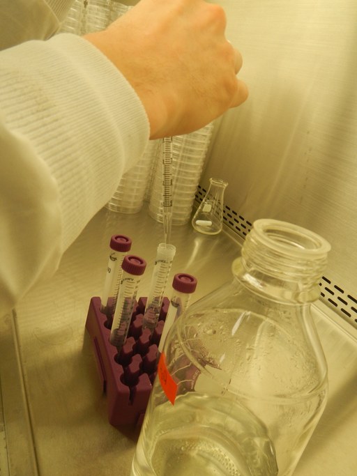 While the media is in the autoclave, prepare desired serial dilutions in sterile water