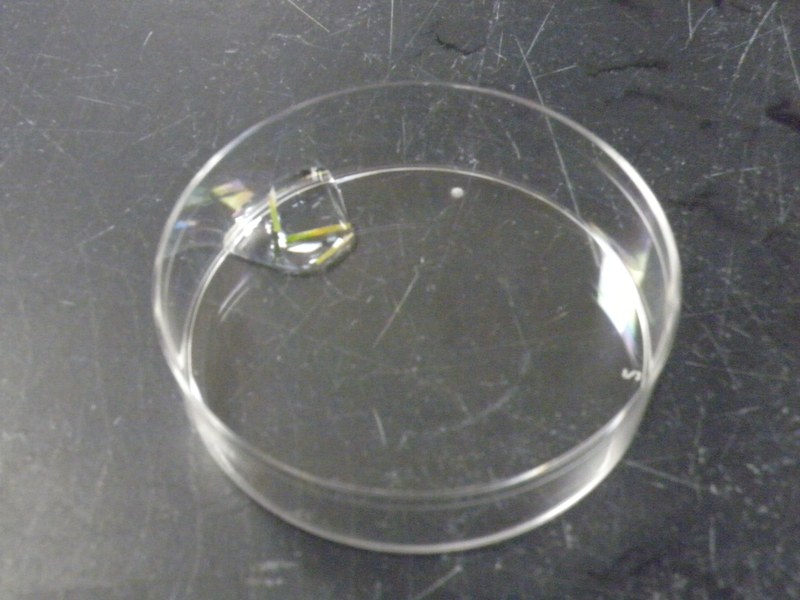Collection of infected tissues
