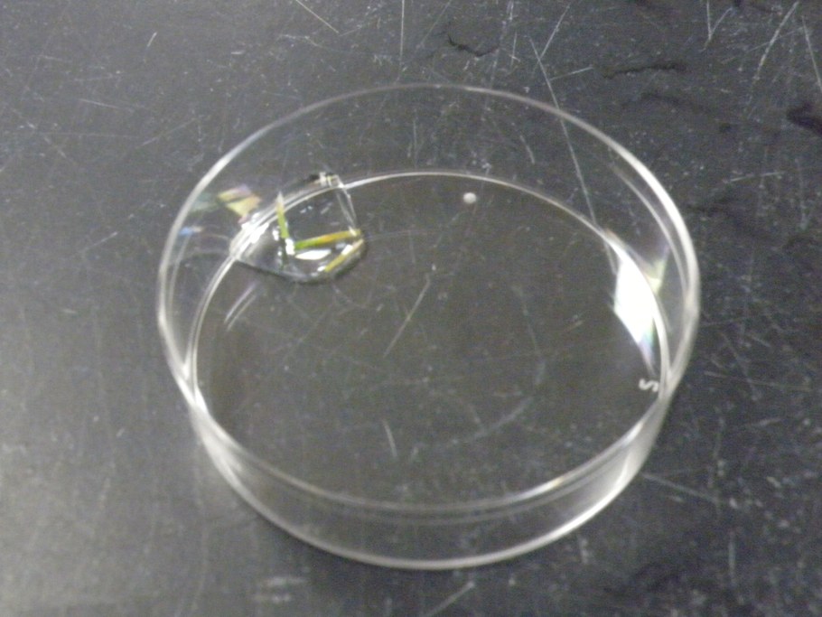 Collect the infected tissues in a small Petri dish with a drop of D.I. water.