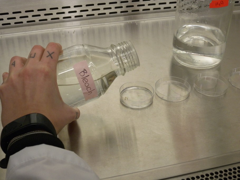 Fill the Petri dish with the infected tissues with bleach 10%