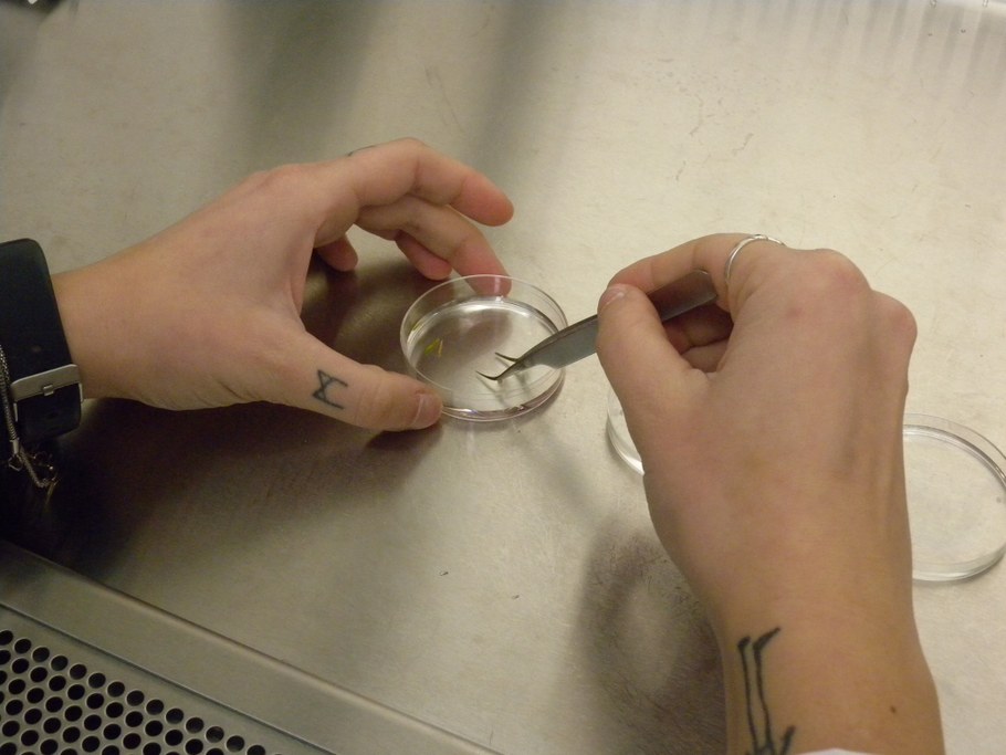 Stir the tissues in bleach for one minute.