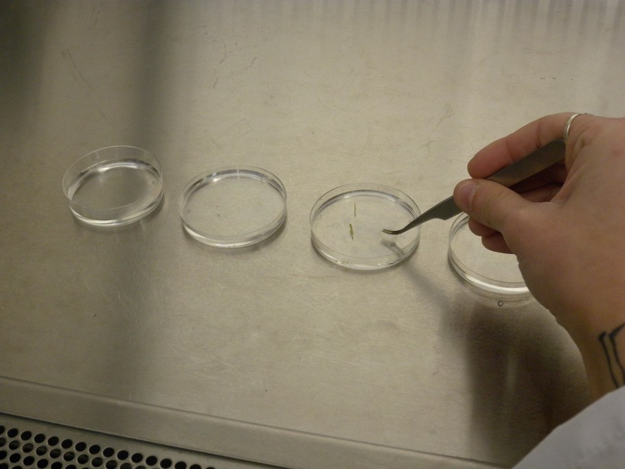 Transfer the tissues in the second dish with water and wash for 30 seconds.