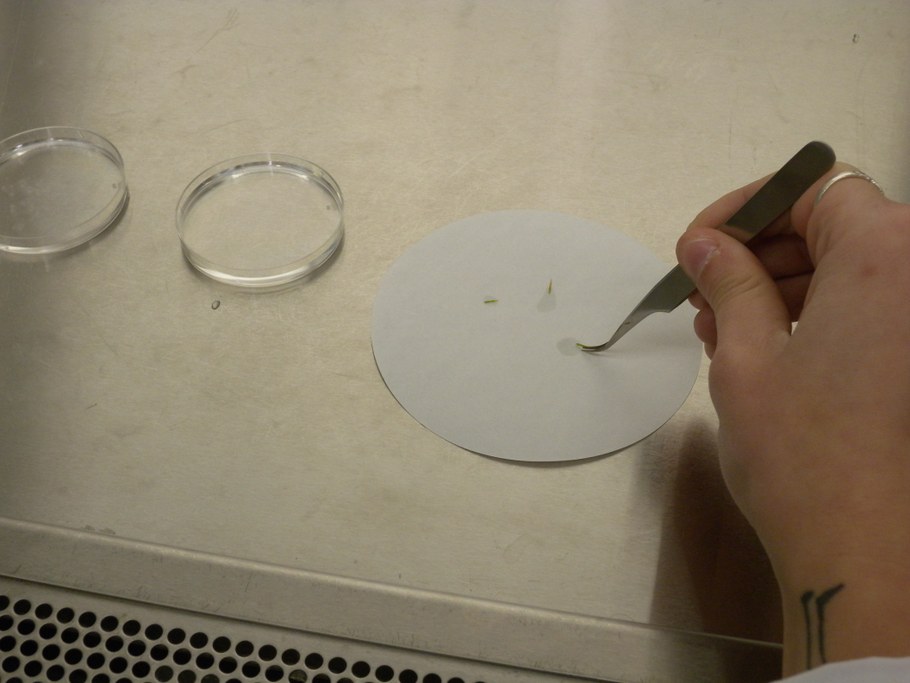 After washing the tissues in the third dish filled with water for 30 seconds, transfer the tissues on a sterile filter paper and let it dry.