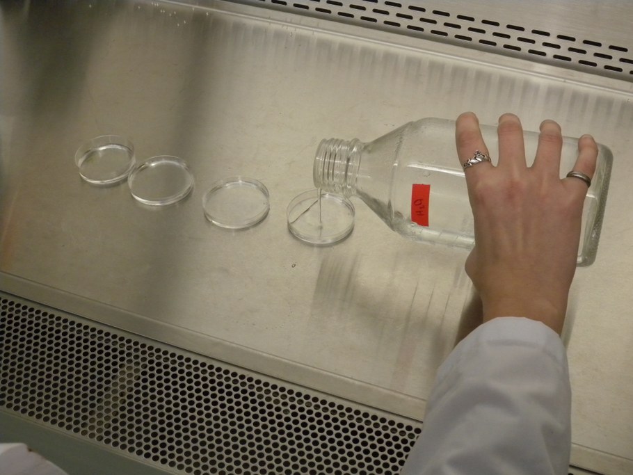 Prepare four small Petri dishes and fill three of them with sterile D.I. water.
