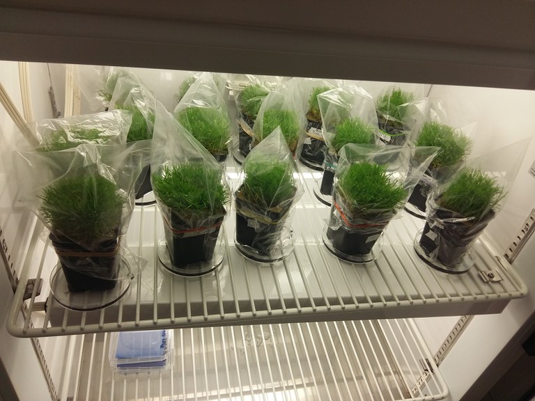 Inoculated plants in the growth chamber