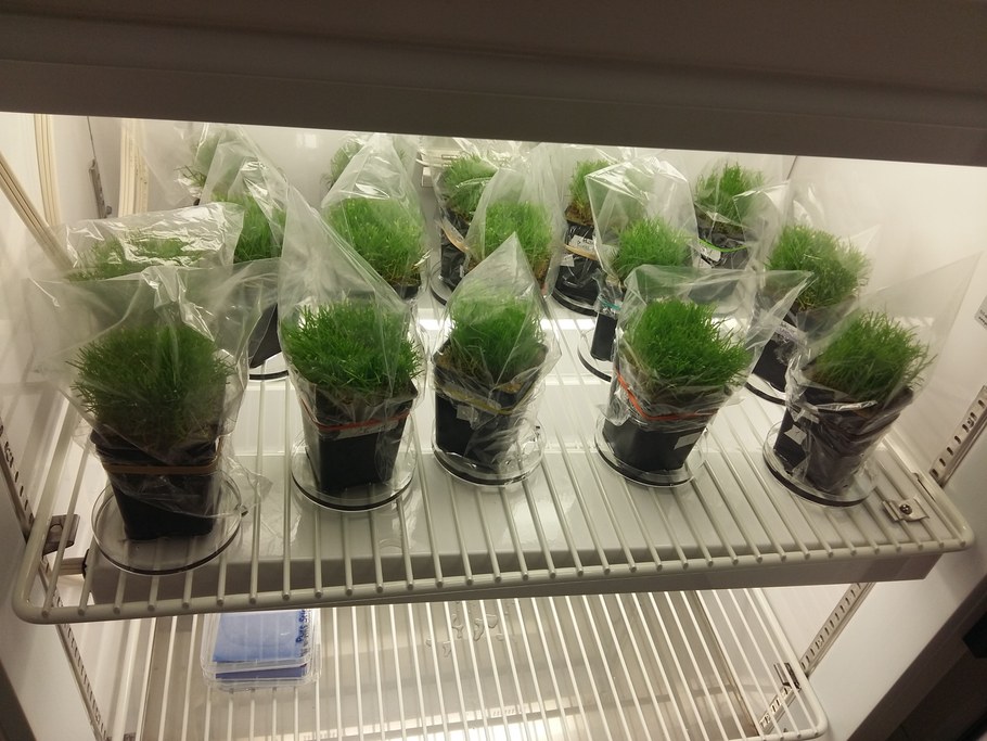 Plants arranged in the growth chambers previously set up on 25°C with a photoperiod of 12 hours night/day.