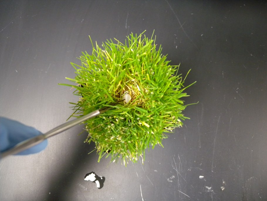 Inoculations of the plants with plugs from pure culture on PDA. The plug is introduced in the canopy close to the soil.
