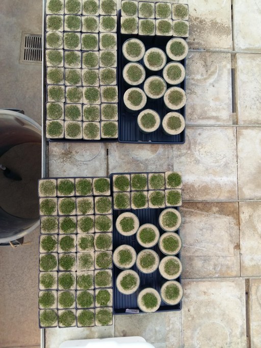 Collected samples from the field are planted in pots filled with green sand in the greenhouse.