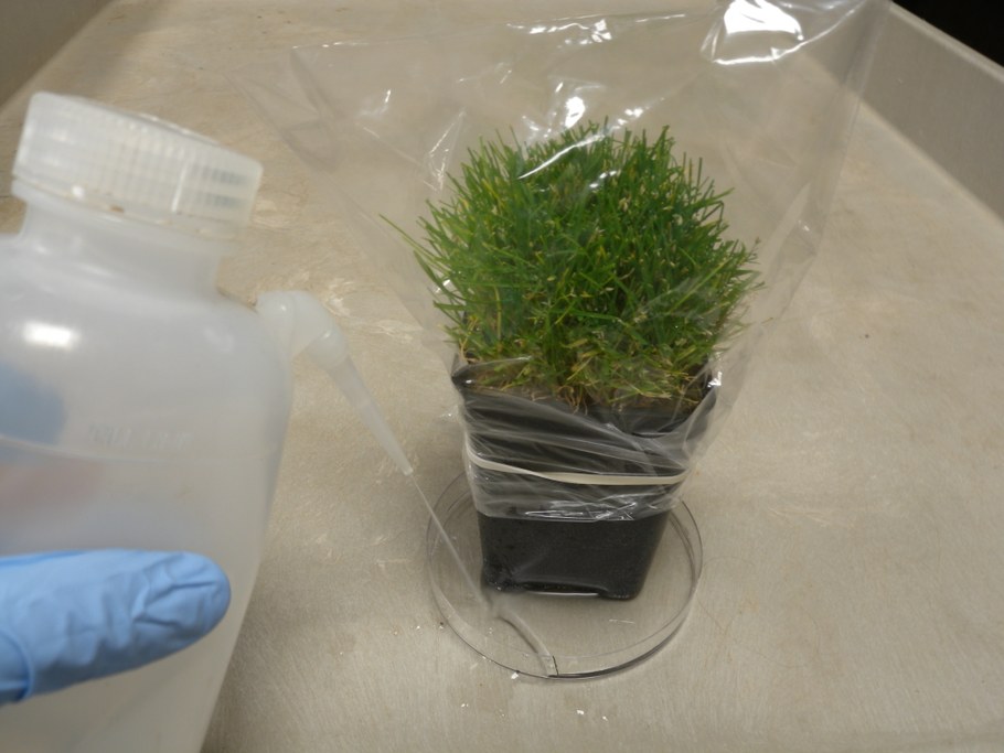 Each plant is set in a Petri Dish filled with water.