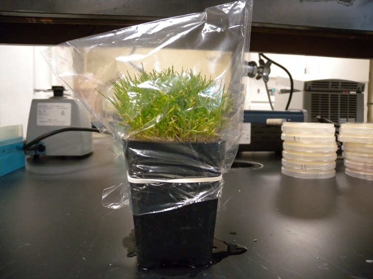Preparation of plants for incubation