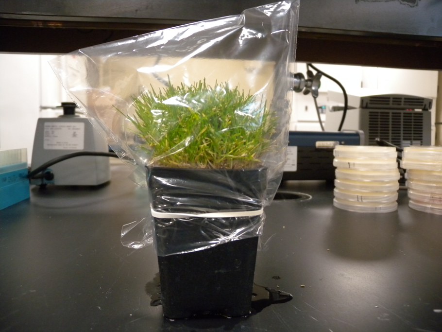 Sealing the plants with a plastic bag and a rubber band before the incubation in the growth chamber.