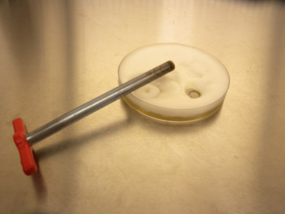 Preparation of the plugs from pure culture on PDA for inoculations of the plants.