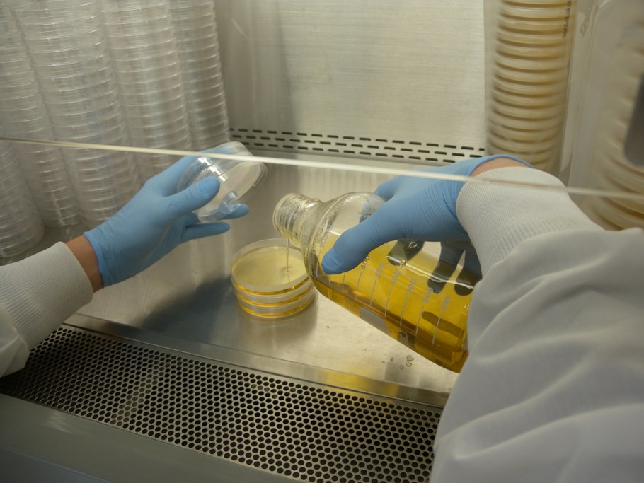 Pour media into five petri plates leaving a clear pathway for air flow. Gently shake plates to ensure media reaches all edges. Repeat until all media is poured (500ml makes 25 plates).