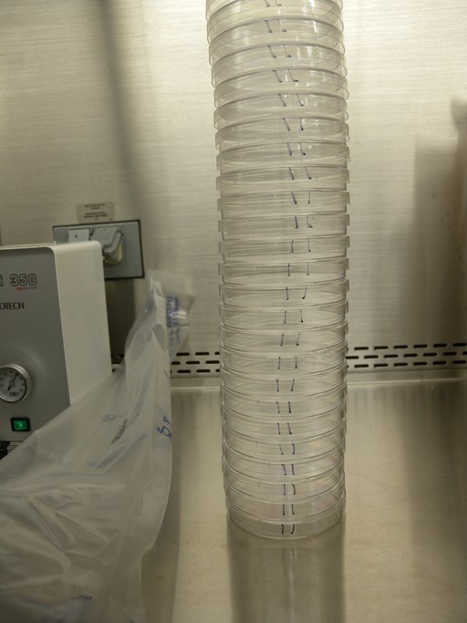 Prepare petri plates to be poured by carefully removing the plastic sleeve they are in. Save the sleeve for later. 