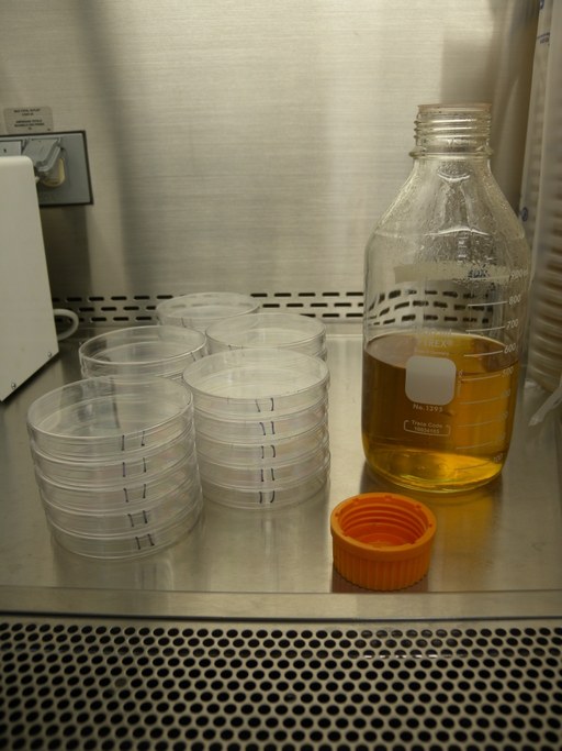 Once the agar is cool enough to hold, move a jar into the hood and remove the cap inside. Split plates into stacks of five. If you are making PDA or WA, you are ready to pour plates. If you are making AWA, place a hot plate with stirring capacity in the hood. Slowly add Penicilin G and Streptomycin and stir thoroughly before pouring plates. 