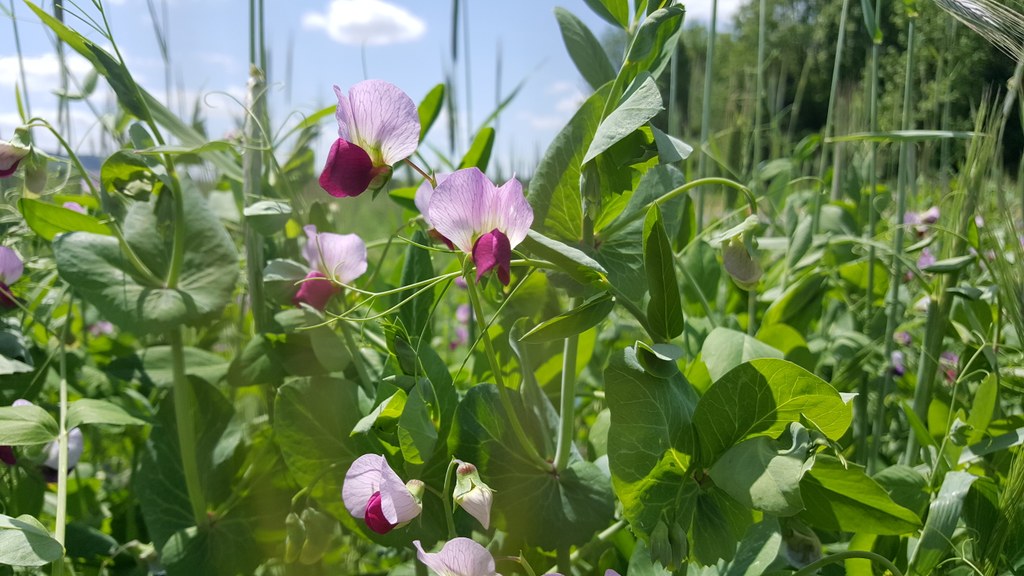 Detail of an over-wintering cover crop mix with a focus on snow peas beautiful flowers