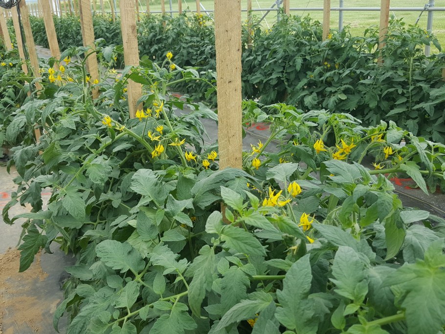 High tunnel fresh-market tomato plants flowering
