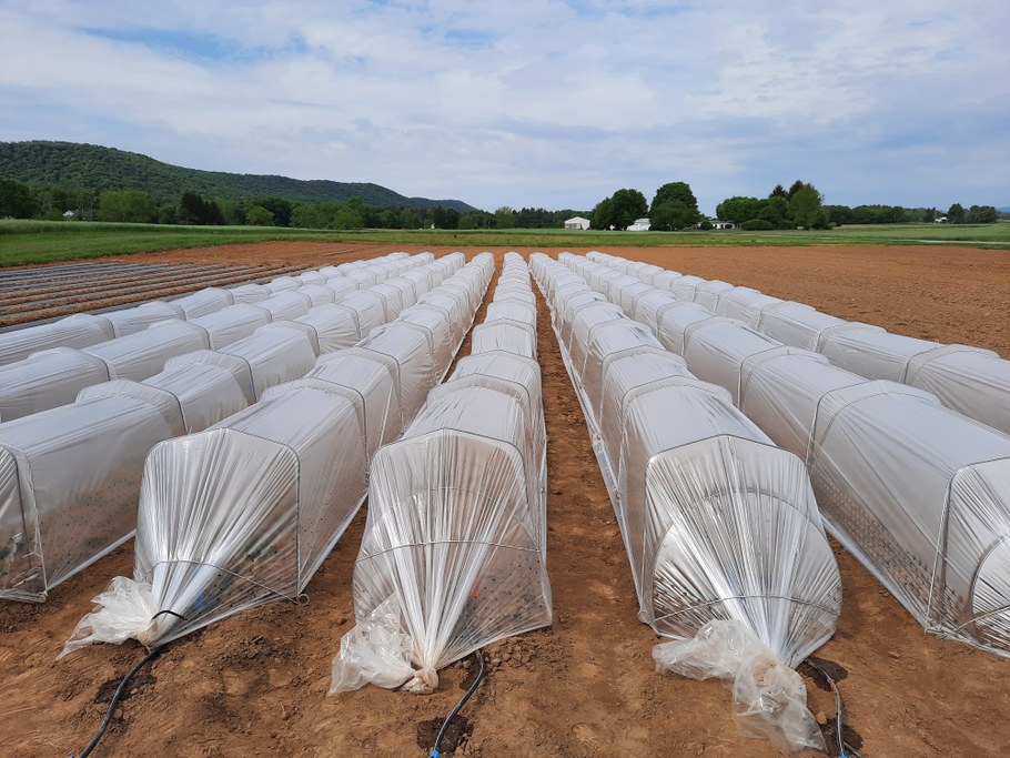 Low tunnels used for crop protection early in the season for a sweet potato study