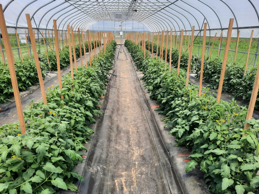 High tunnel tomato experiment