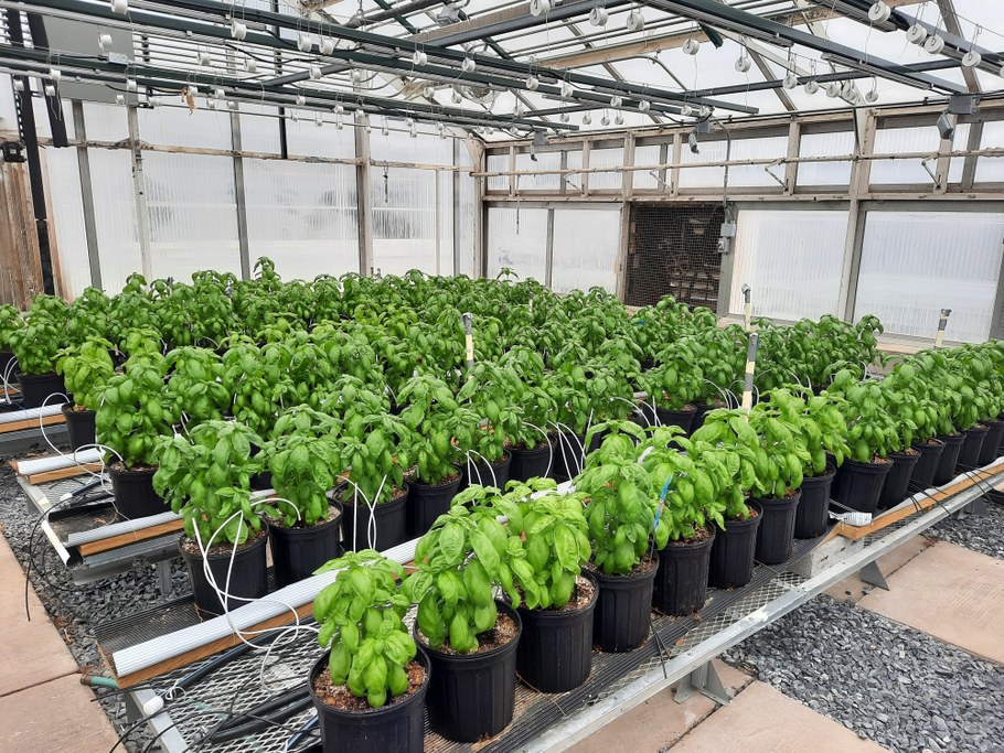 Potted basil growing on alternative soilless media including peat and perlite mixes with recycled spent mushroom compost