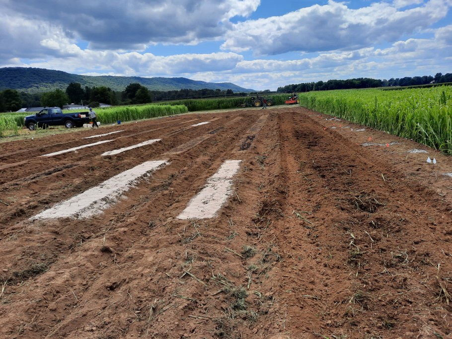 Soil amended with alternative sources of C and sorghum sudan-grass residues for an anaerobic soil disinfestation study