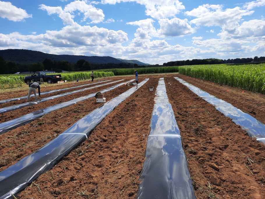 Installing soil ORP sensors and data loggers in experimental plots mulched with totally impermeable film at the start of an anerobic soil disinfestation study