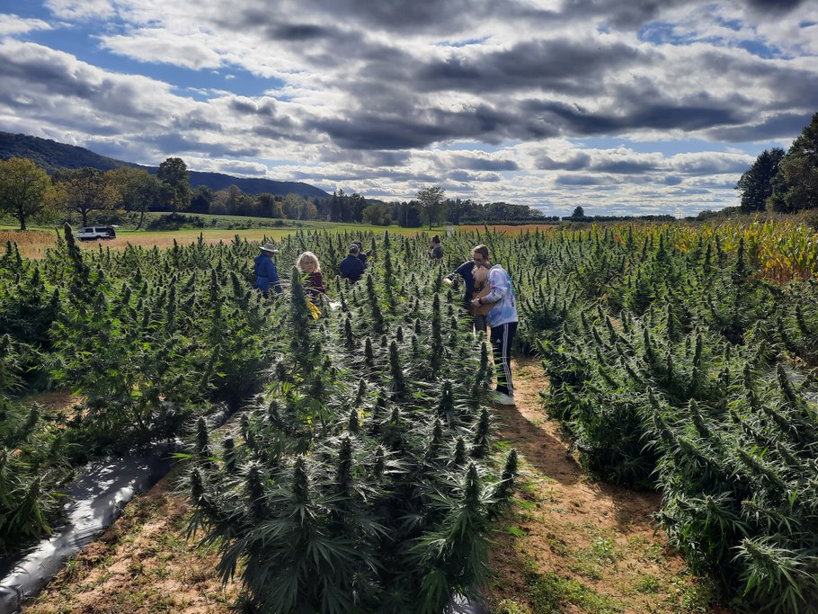 2021 CBD Hemp Field Day at Rock Springs - Growers and stakeholders were invited to evaluate photoperiod sensitive CBD hemp selection being tested before disclosing their names and the breeding company