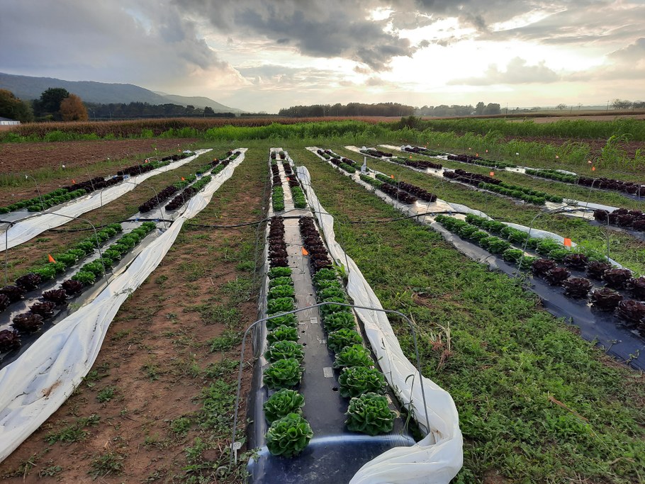 View of red and green multileaf lettuce close to harvest in experimental plots treated with anaerobic soil disinfestation