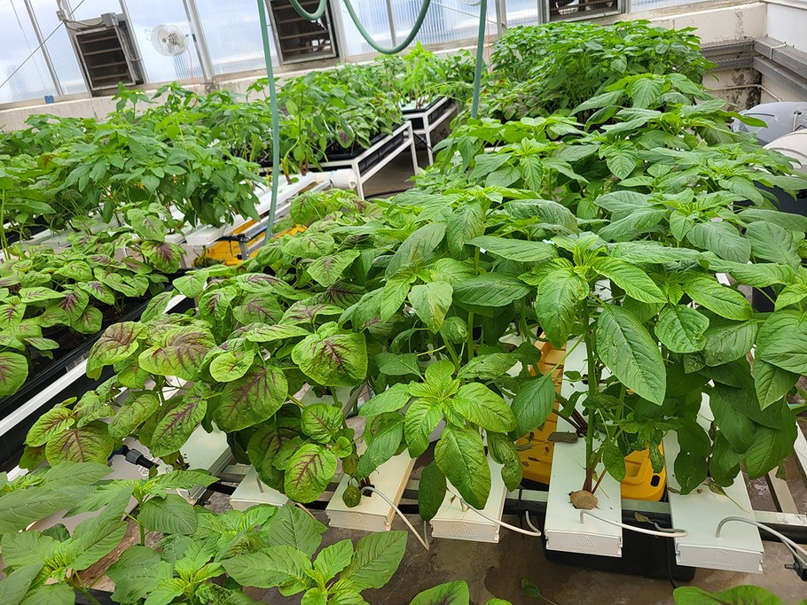 Amaranth growing in soilless growing systems. NFT channels in focus