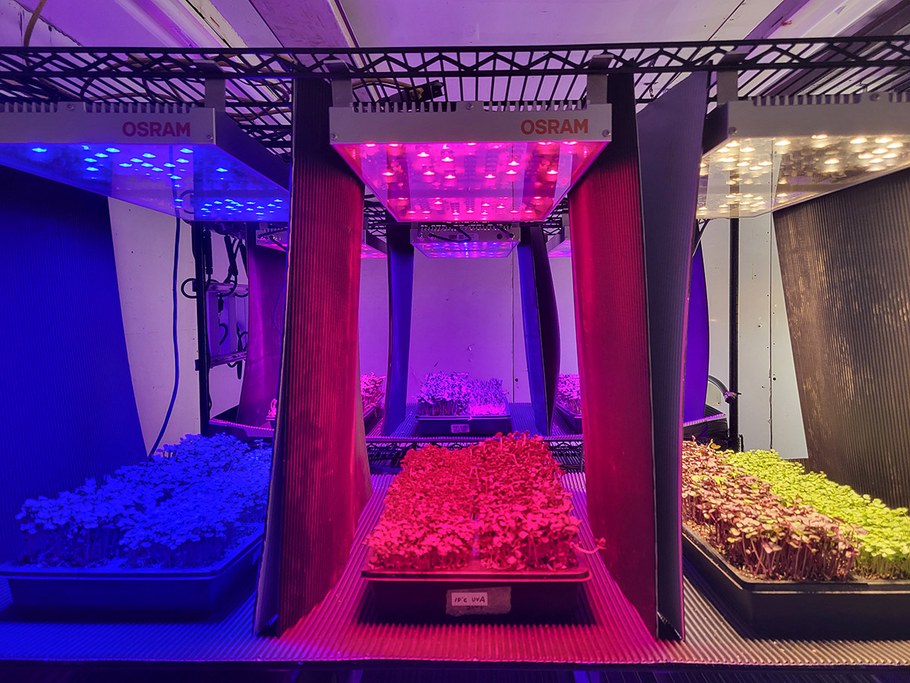Microgreens in growth chamber under varying LED light spectra