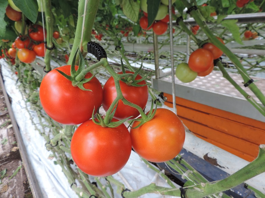 Detail of beautiful tomato clusters produced from plants grown in a commercial organic soilless (bioponic) production system