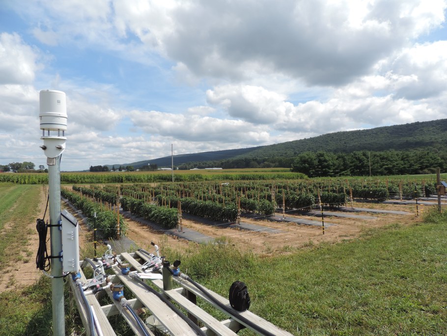 Detail of an All-in-one integrated weather station installed at the edge of a tomato experimental field and used to estimate site-specific and in real-time the crop evapotranspiration requirement for the rational management of irrigation