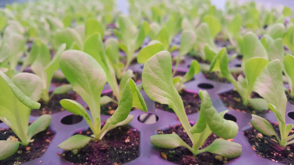 Lettuce seedlings produced in greenhouse with supplemental LED lighting