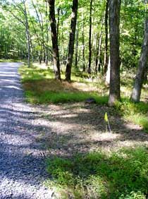 Forest Roadside