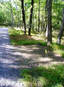 Forest Roadside