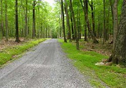 Forest Road