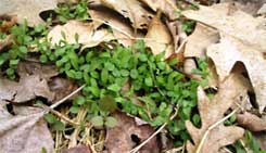 Japanese Stiltgrass Seedlings