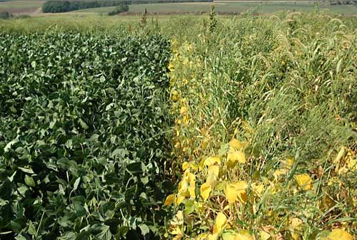 Soybean Delayed Planting