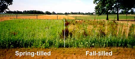 Spring and Fall Tilled