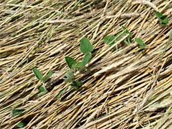 Suppression Cover Crop